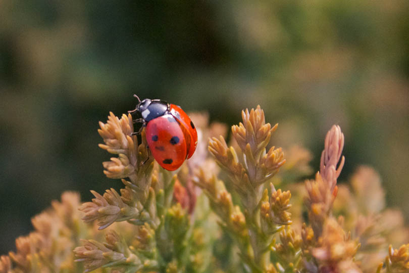 'envole.jpg