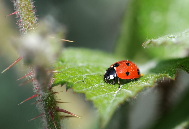 DSC_6294.JPG