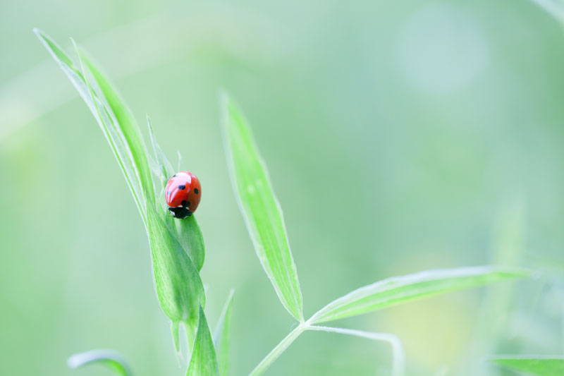 bertrand-urbain-coccinelle-macro.jpg