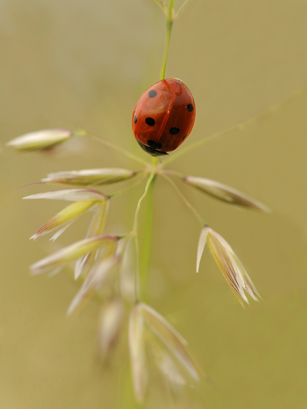 DSC_8130 30 x 40.jpg