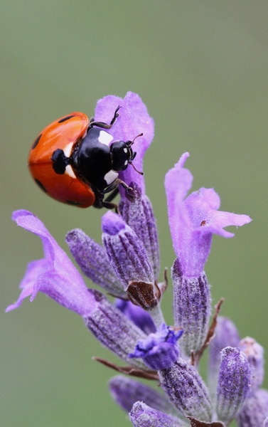 Copie de IMG_1578 2.JPG