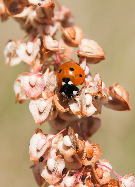 image et nature 4-2.jpg
