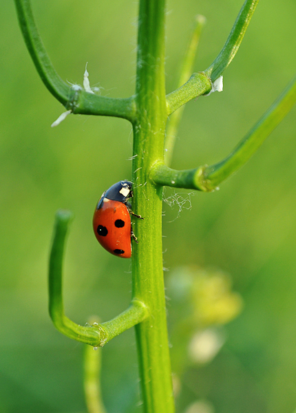 image et nature 3.jpg