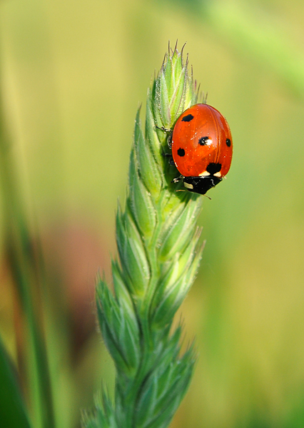 image et nature 2.jpg