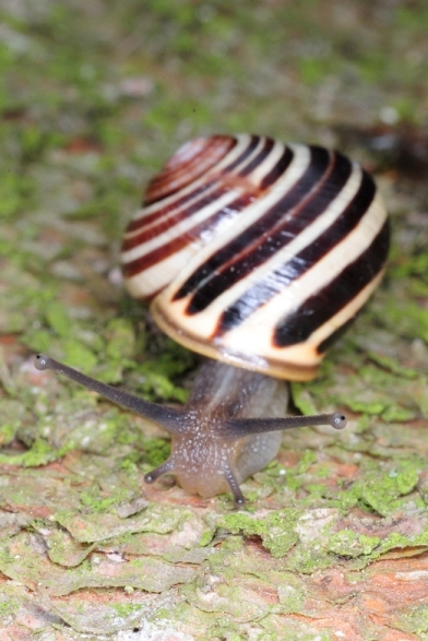 DSC_5516bis.jpg