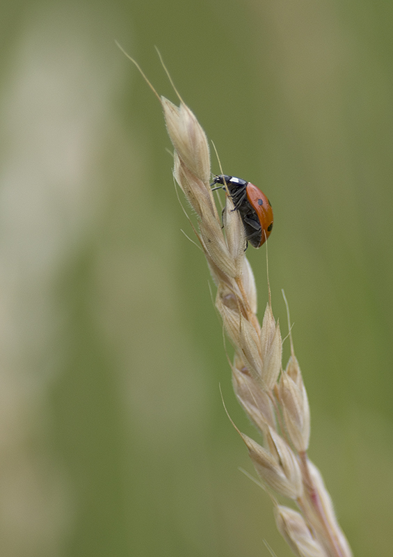 2011_06_10_coccinelle.jpg