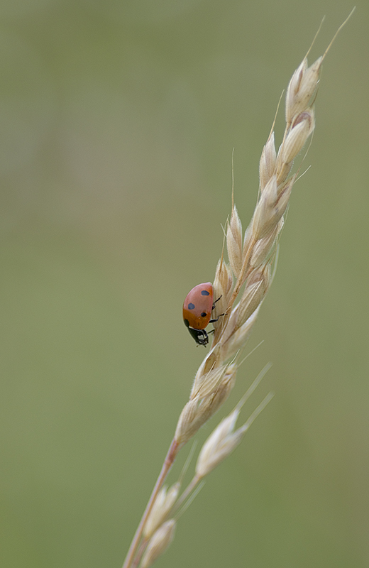 2011_06_10_coccinelle-(2).jpg