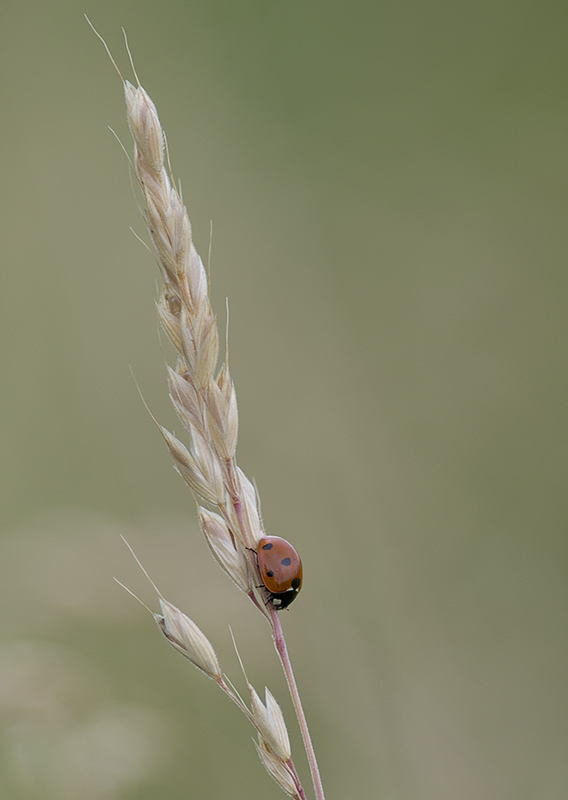 2011_06_10_coccinelle-(4).jpg