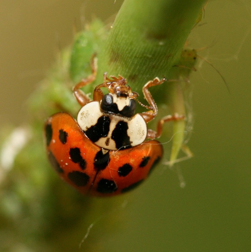 cocci-tige.jpg
