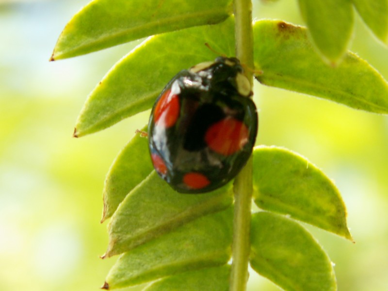 PICT0198.JPG