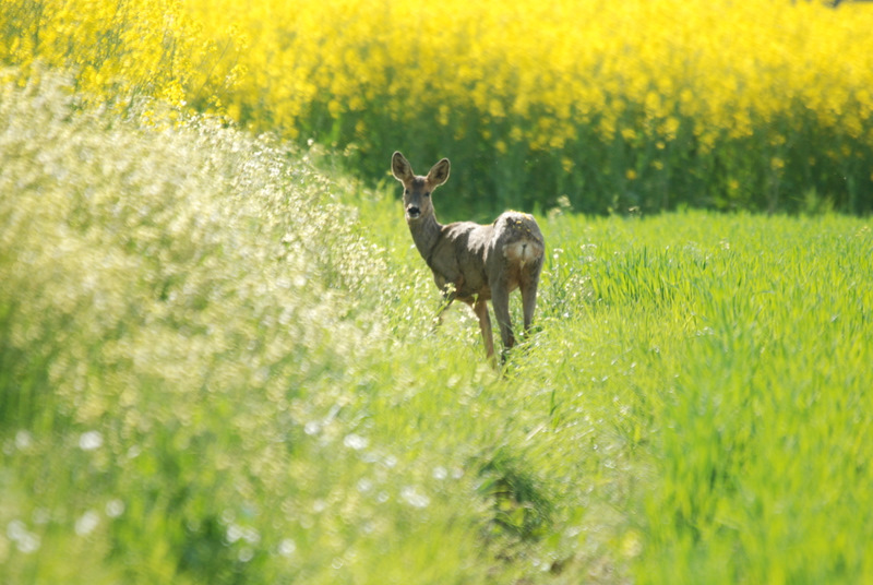 2009-04-23&24 Chevreuil et colza LamÃ©ac-32.JPG