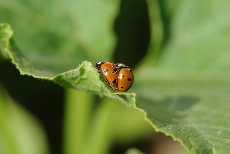 Sabine MORADELLCoccinelles1.JPG