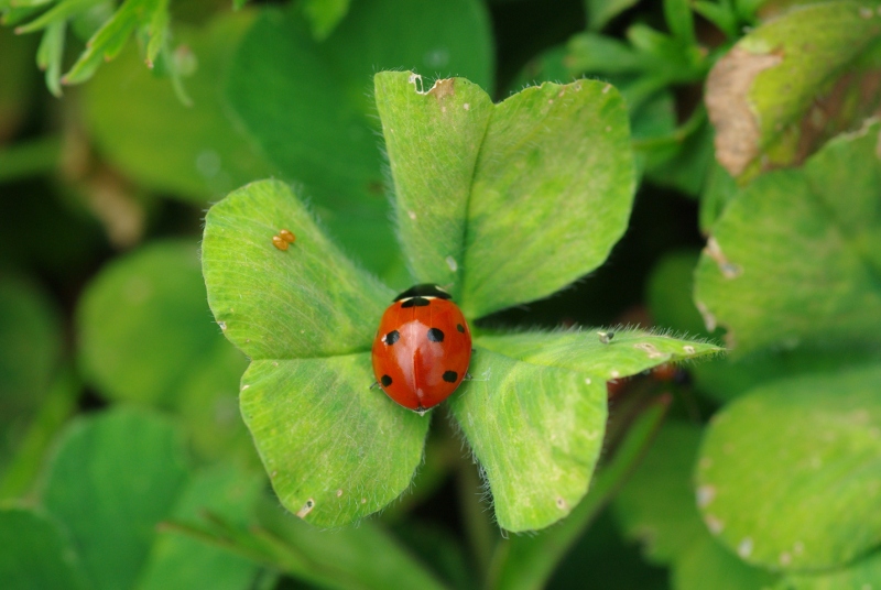 Sabine MORADELLCoccinelles2.JPG
