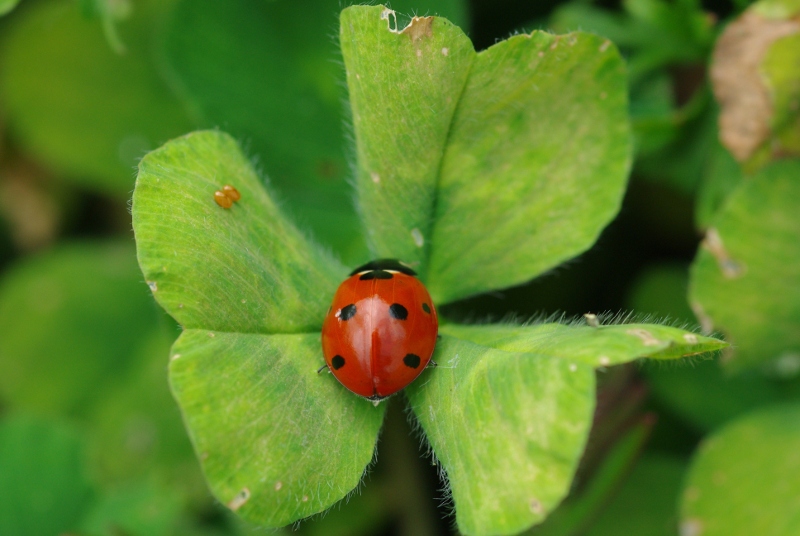 Sabine MORADELLCoccinelles3.JPG