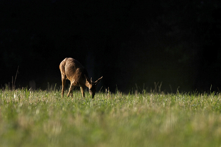 Chevreuil-1.jpg