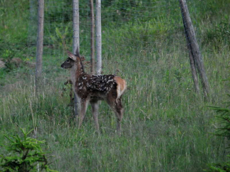 DSC_2050b.jpg