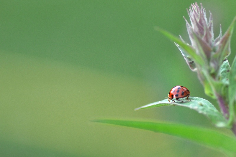 Histoire de coccinelle 3..red+.jpg