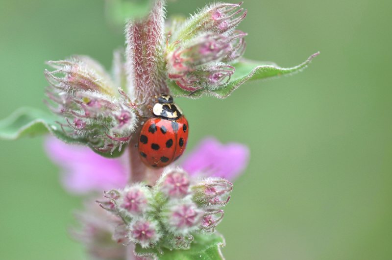 Histoire de coccinelle 9...red+.jpg