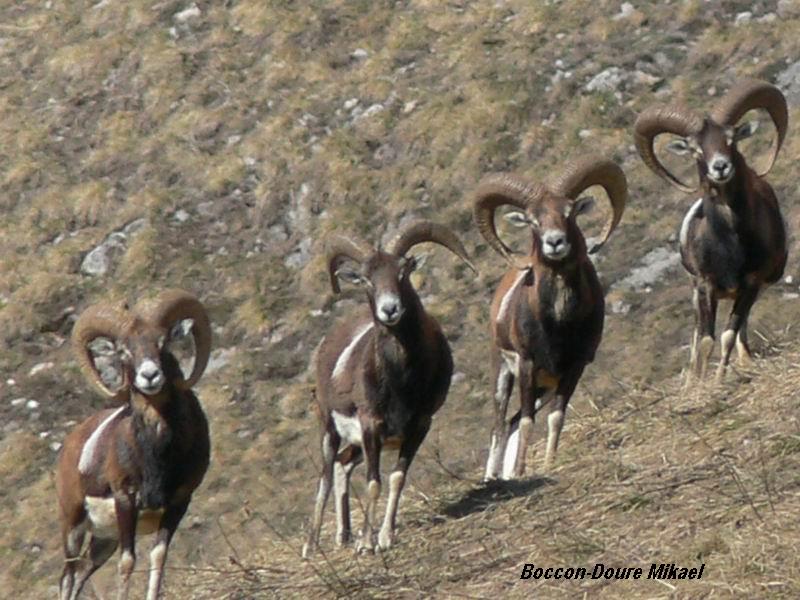 mouflon6.jpg