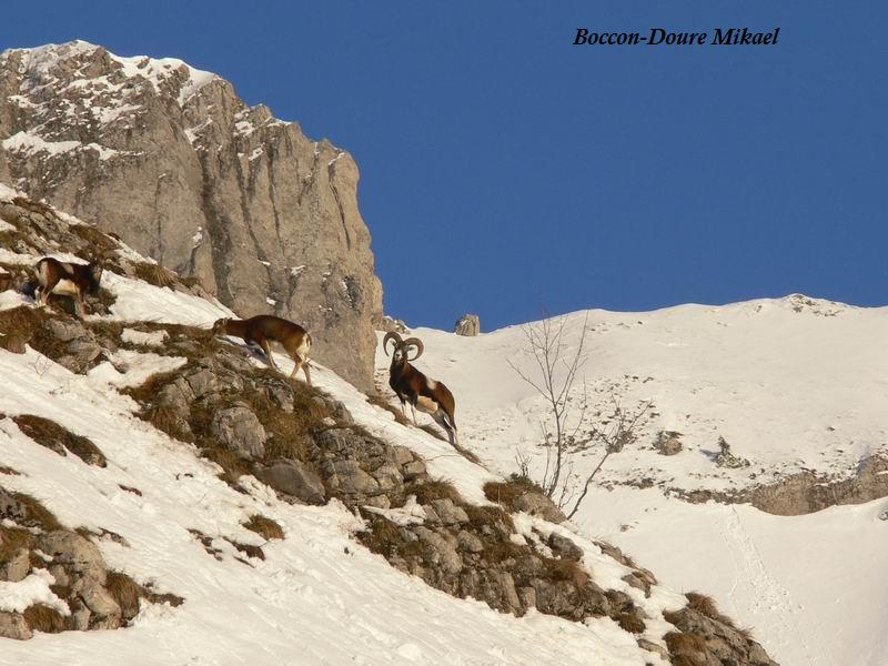 mouflon16.jpg