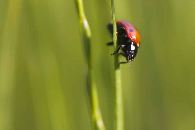 coccinelle Natimage.jpg