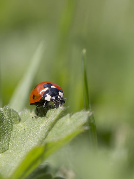 coccinelle Natimage (2).jpg