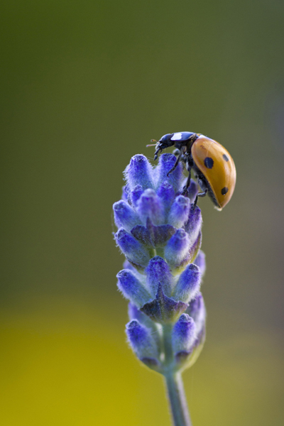coccinelle Natimage (3).jpg