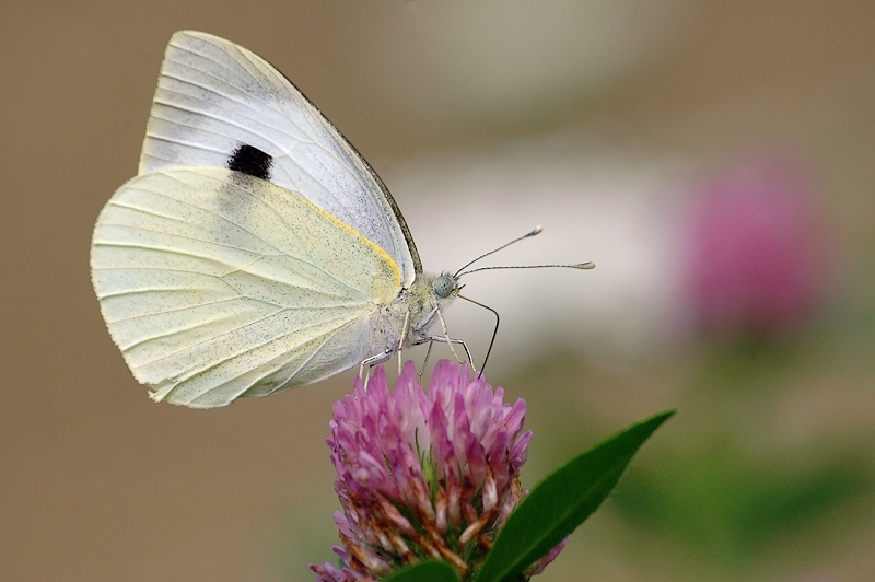 DSC_3252.jpg