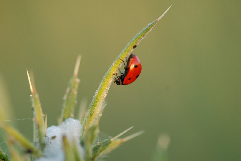 DSC_7175.JPG