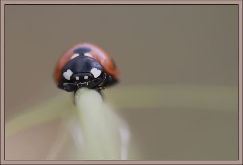 coccinelle.jpg
