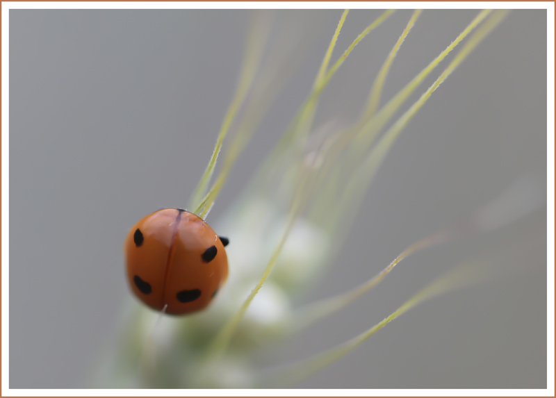 coccinelle 003.jpg