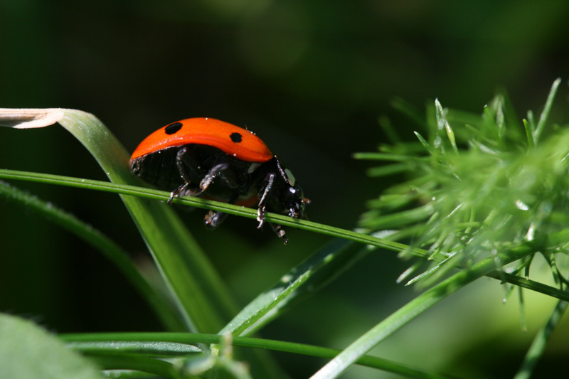 Coccinelle IMG_0755.jpg
