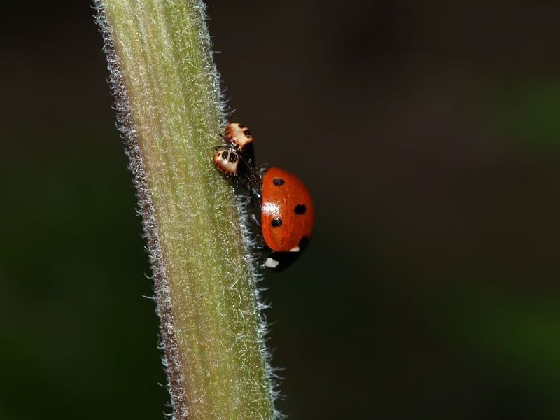 Coccinelle01.jpg