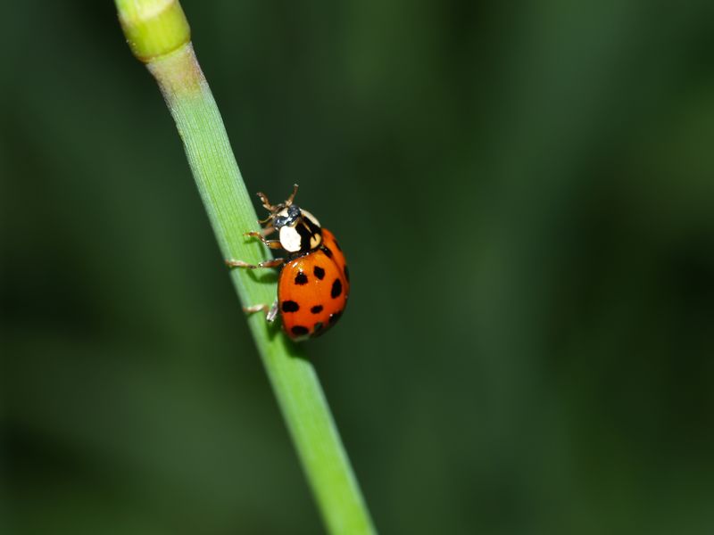 Coccinelle04.jpg