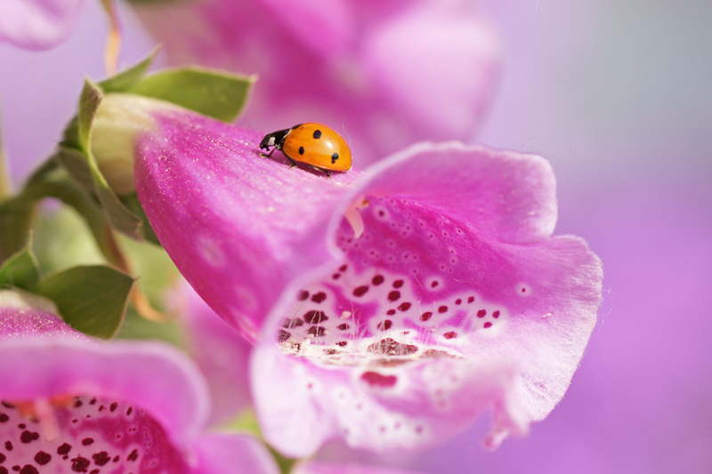 coccinelle-digitale.jpg