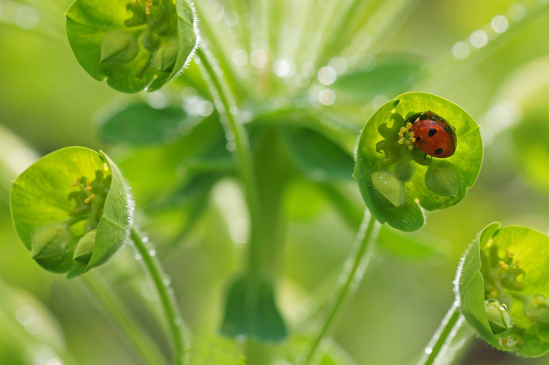 coccinelle-euphorbe2.jpg
