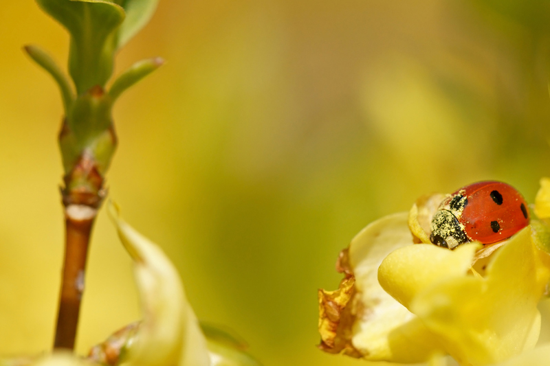 coccinelle-forthisia2.jpg
