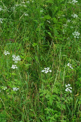 PDV_9079.JPG