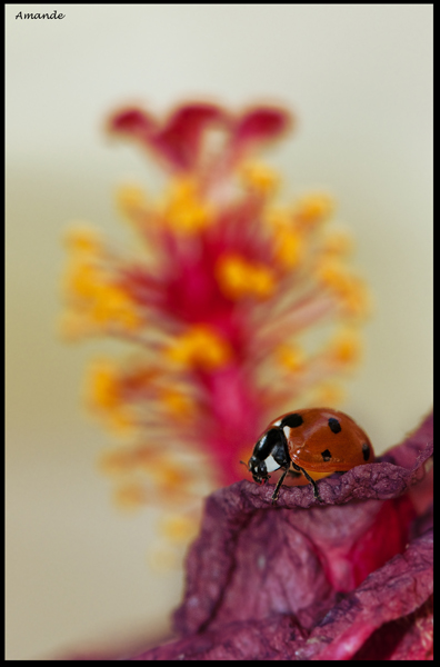DSC_1515.JPG