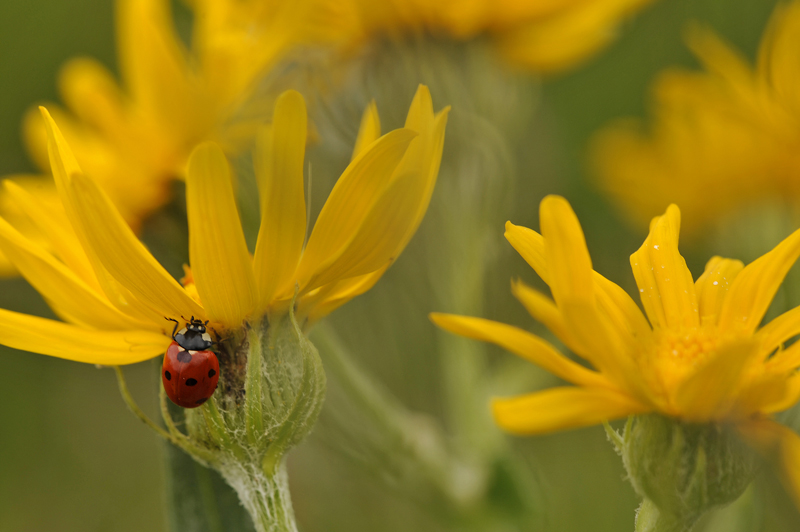 Coccinelle.jpg