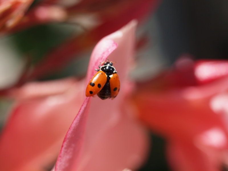 coccinelle1.JPG
