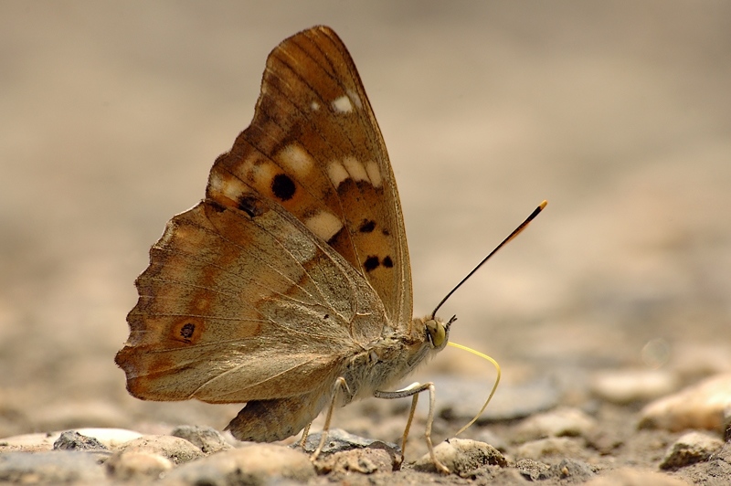 Copie de DSC_2583.jpg