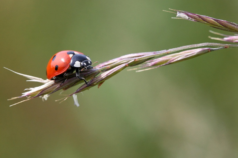 coccinelles (1).jpg