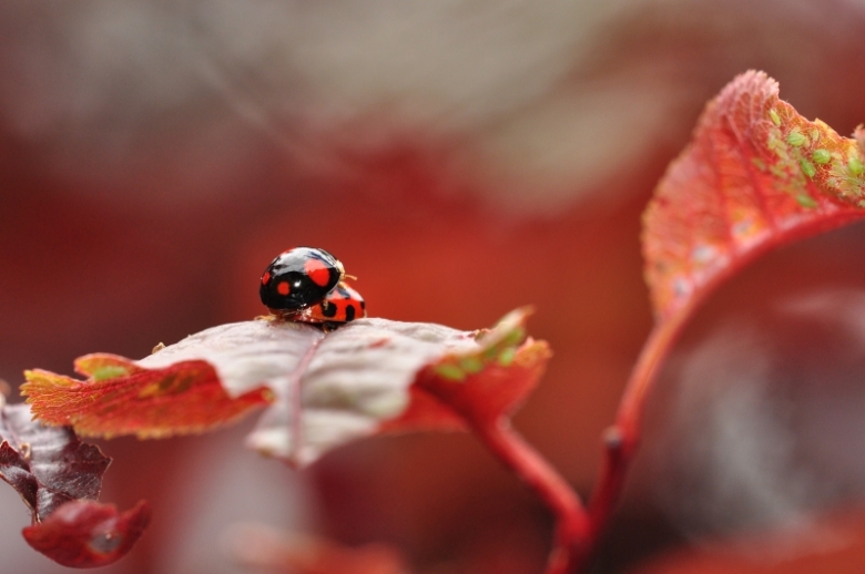 En rouge et noir.JPG