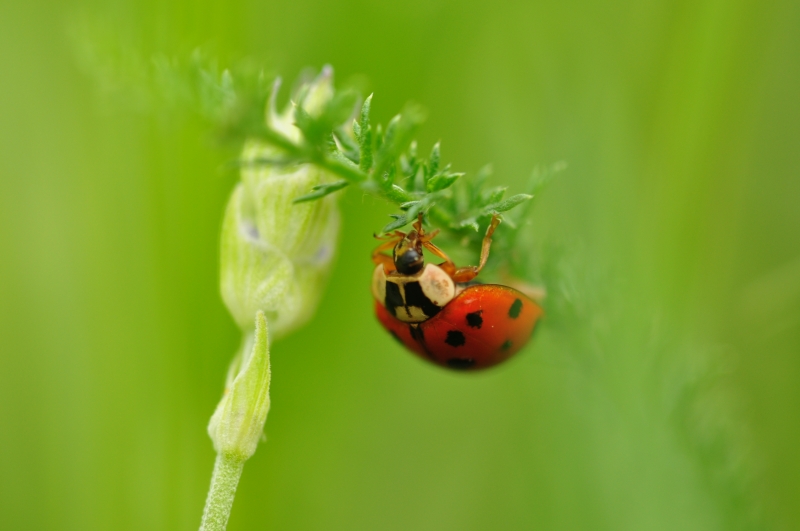 la coccinelle et le fantome.JPG