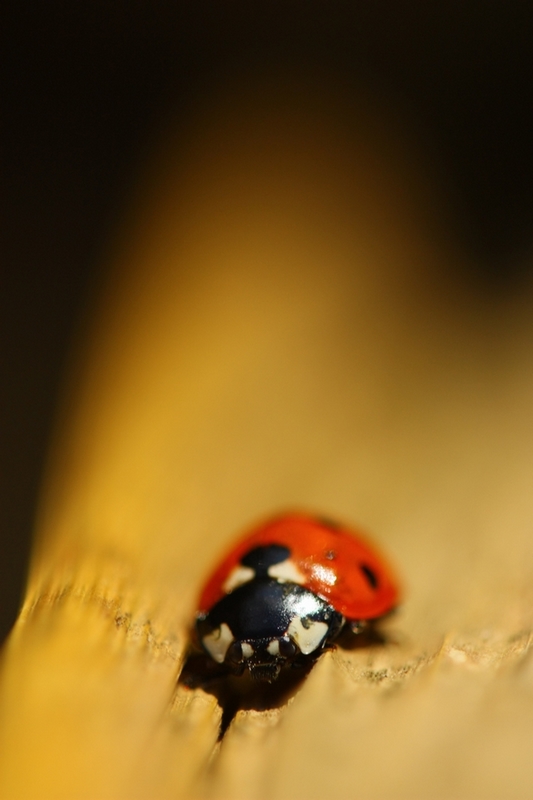 IMG_3655.JPG