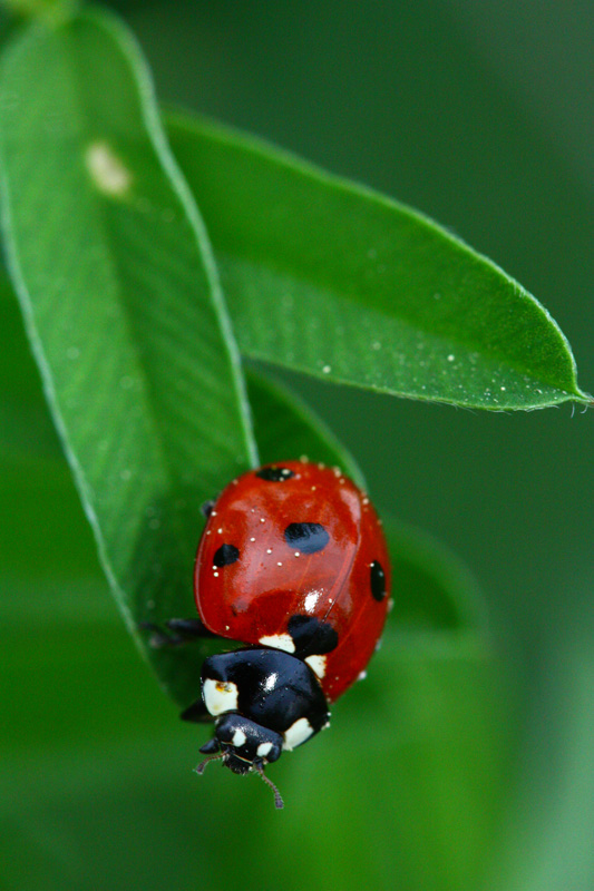 IMG_6447Red.jpg