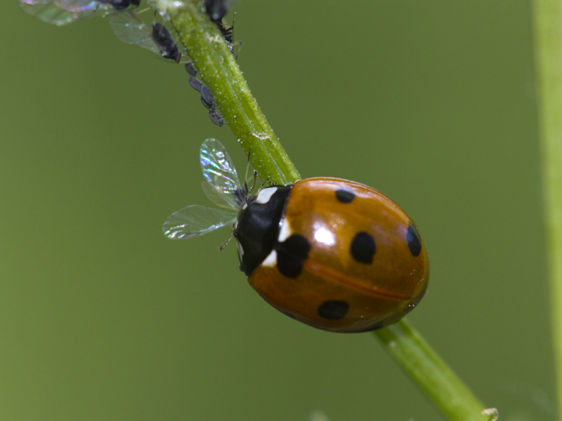 Coccinelle1.jpg