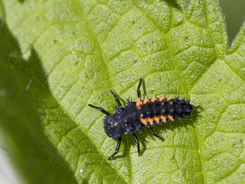 Coccinelle2.jpg