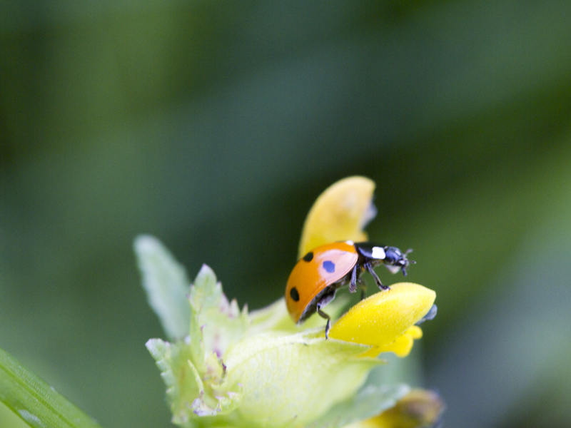 Coccinelle3.jpg